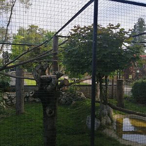Geoffroy's cat exhibit (Leopardus geoffroyii)