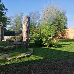 African Lion exhibit (Panthera leo)