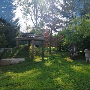 Canadian Lynx exhibit (Lynx canadensis)
