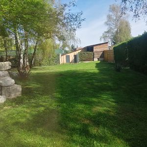 Second Cheetah exhibit (Acinonyx jubatus)