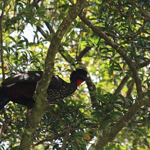 Crested Guan