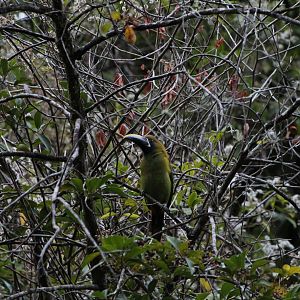 Blue-throated Toucanet