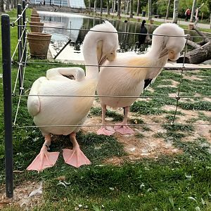 Great white Pelicans