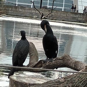 Great Cormorants