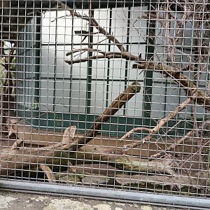 North American Pheasantary Aviary