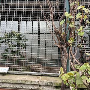 Asian Pheasantary Aviary