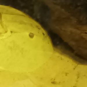 Atlantic Horseshoe Crab