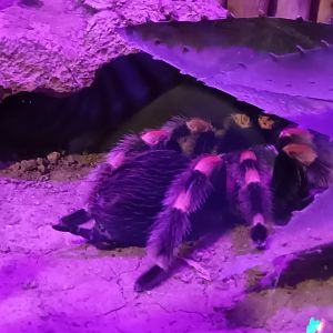 Mexican red kneed Tarantula