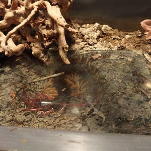 Giant Centipede
