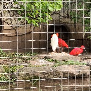 Cattle Egret and Scarlet Ibis