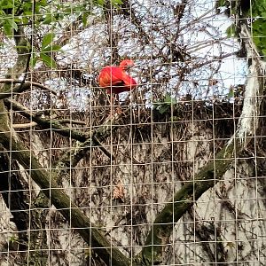 Scarlet Ibis