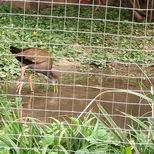 Giant Wood Rail