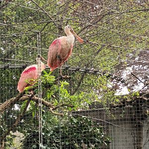 Roseate Spoonbills