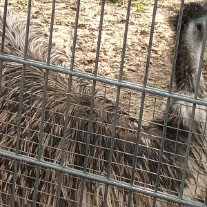 Emu