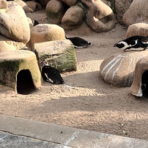 African Penguin Enclosure