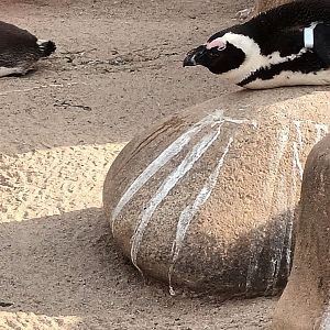 African Penguin on Rock