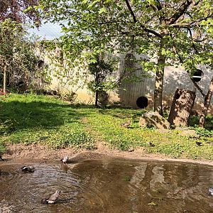 Inside the African Walkthrough Aviary