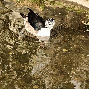 African crested Duck