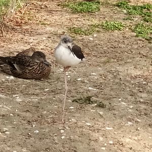 Black winged Stilt and Duck