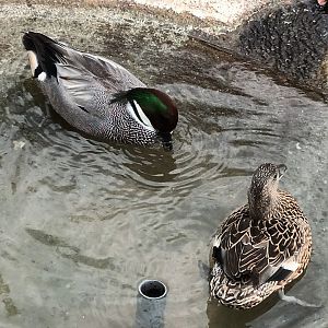 Duck ID