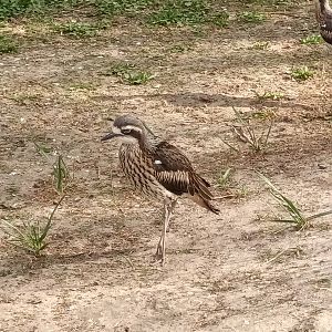 Eurasian Thick Knee