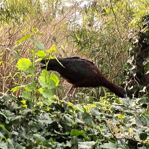 Glossy Ibis