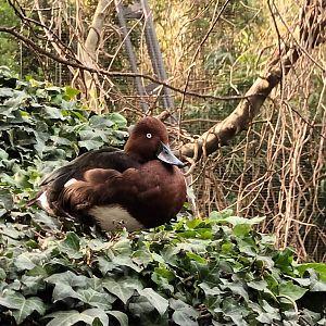Ferruginous Duck