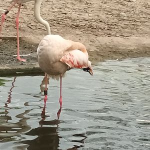 Greater Flamingo