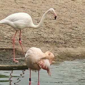 Greater Flamingos