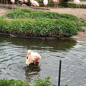 Greater Flamingo in the Water