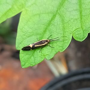 Esperia moth - Esperia sulphurella