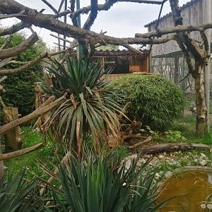 Rusty spotted Cat exhibit