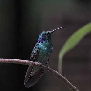 Green Violetear