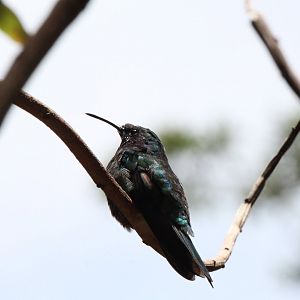 Black-bellied Hummingbird (?)
