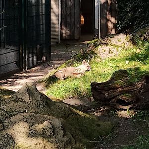 Eastafrican aardwolf at Halle Zoo (2021)