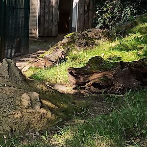 Eastafrican aardwolf at Halle Zoo (2021)