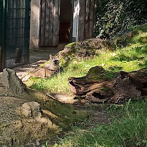 Eastafrican aardwolf at Halle Zoo (2021)