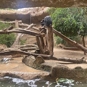 Chimpanzee exhibit
