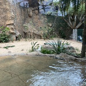 Lion exhibit