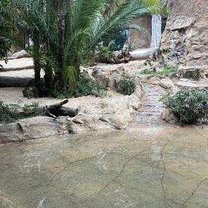 Lion exhibit, pool view