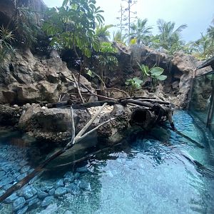 Asian short-clawed otter exhibit