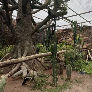 Large Mixed Macaw species aviary