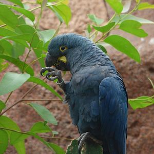 Lear’s Macaw
