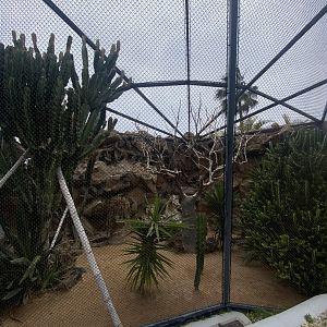 Patagonian conure aviary