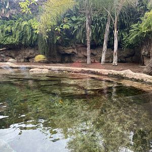 First Pygmy Hippo exhibit
