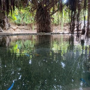 Second Pygmy Hippo Exhibit