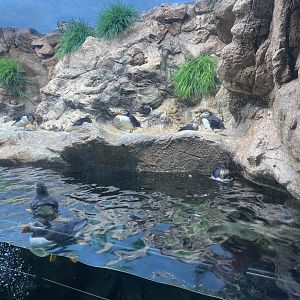 Atlantic Puffins (in planet Penguin)