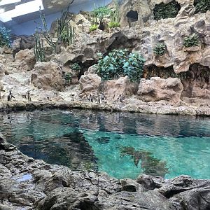 Humboldt Penguin exhibit, Planet Penguin
