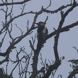 Great spotted woodpecker