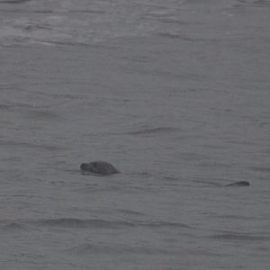 Harbour seal